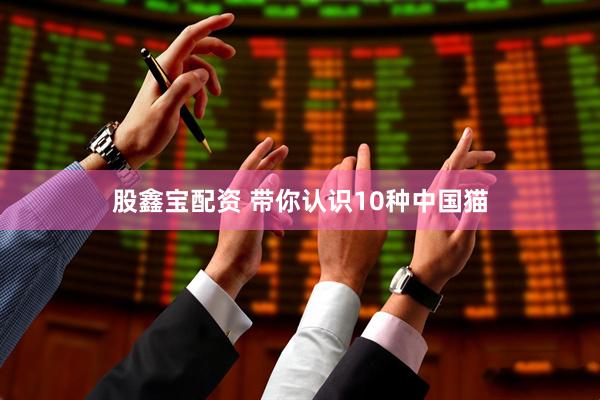 股鑫宝配资 带你认识10种中国猫